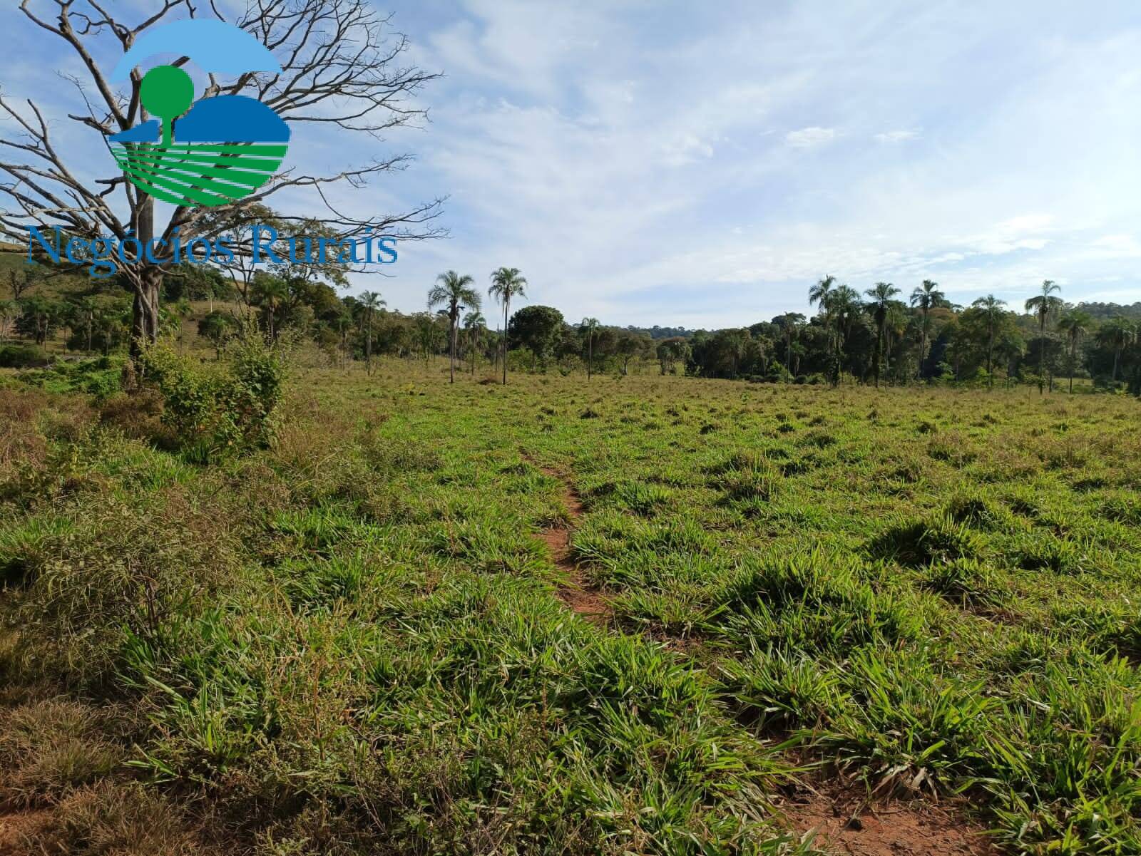 Fazenda de 484 ha em Campinaçu, GO