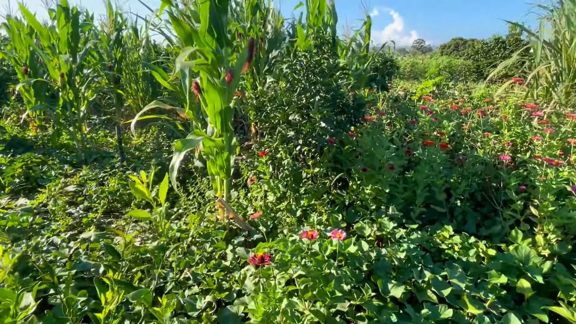 Chácara de 2.900 m² em Santo Antônio da Patrulha, RS