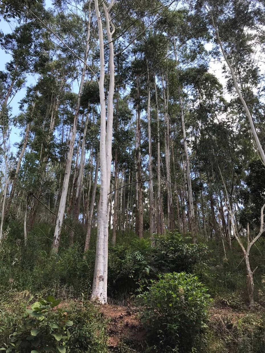 Sítio de 34 ha em Redenção da Serra, SP