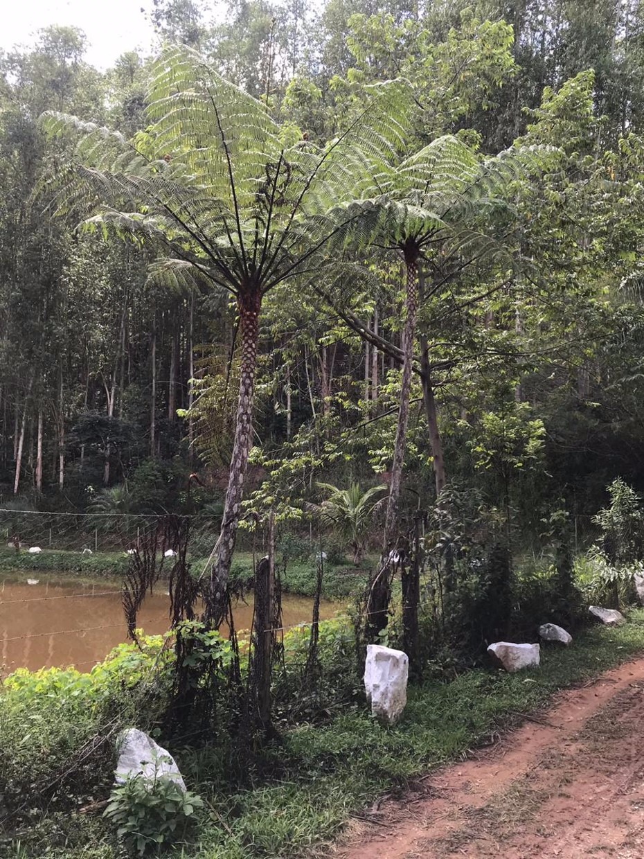 Sítio de 34 ha em Redenção da Serra, SP