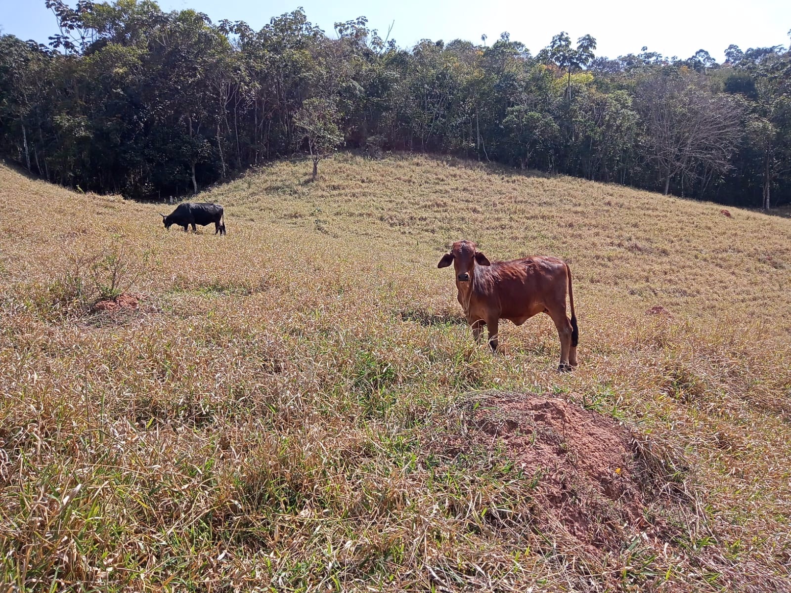 Sítio de 10 ha em Paraibuna, SP