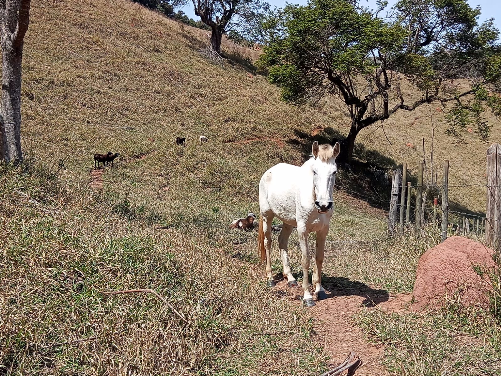 Sítio de 10 ha em Paraibuna, SP