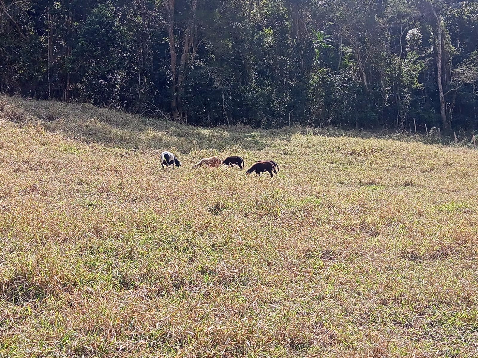 Sítio de 10 ha em Paraibuna, SP