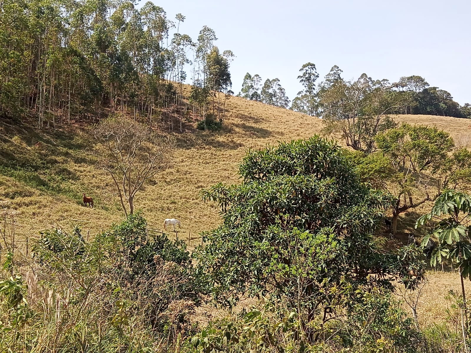 Sítio de 10 ha em Paraibuna, SP