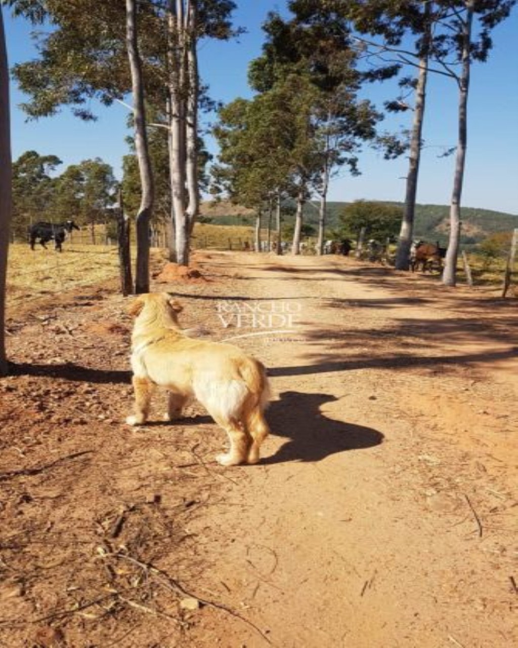 Fazenda de 80 ha em Santo Antônio do Amparo, MG