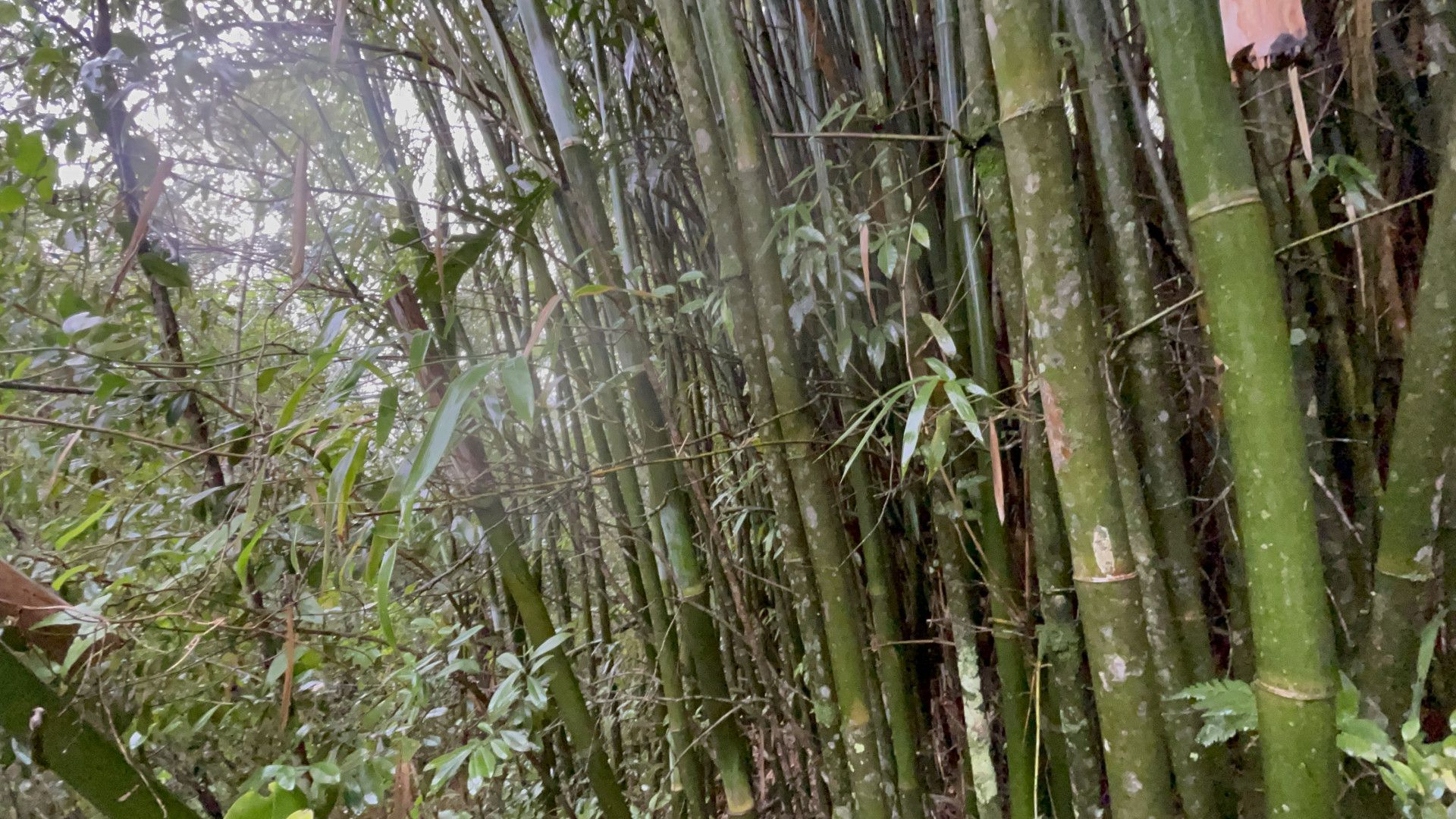 Sítio de 7 ha em Santo Antônio da Patrulha, RS