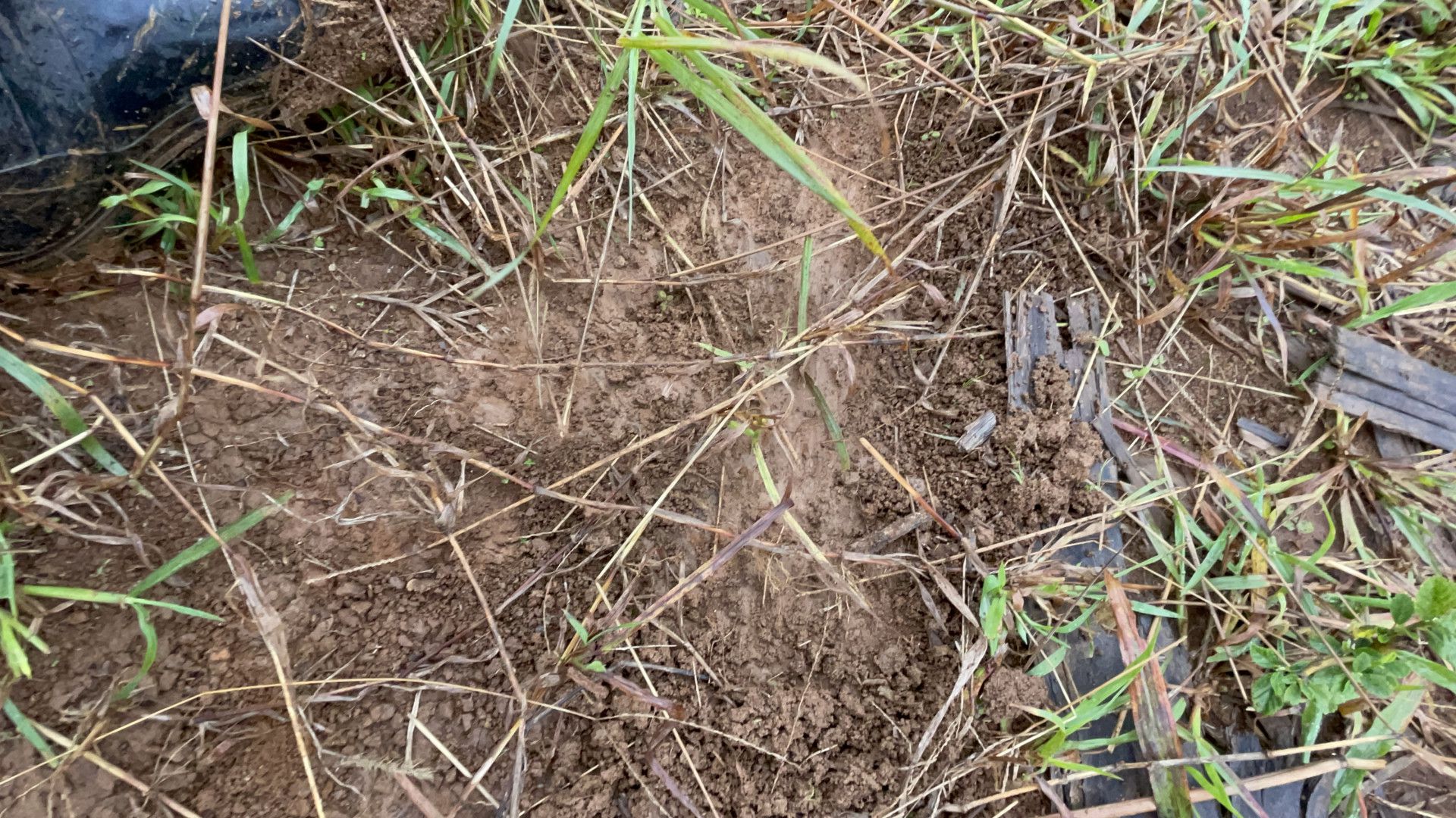 Sítio de 7 ha em Santo Antônio da Patrulha, RS