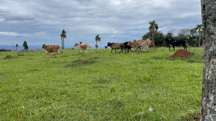 Chácara de 6 ha em Taquara, RS