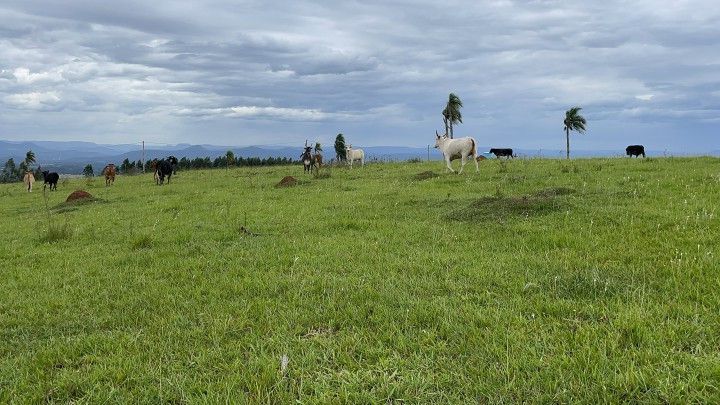 Chácara de 6 ha em Taquara, RS