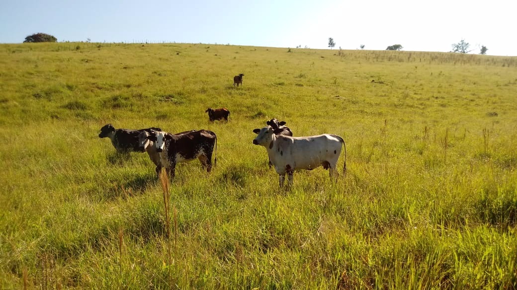 Fazenda de 121 ha em Cambuquira, MG