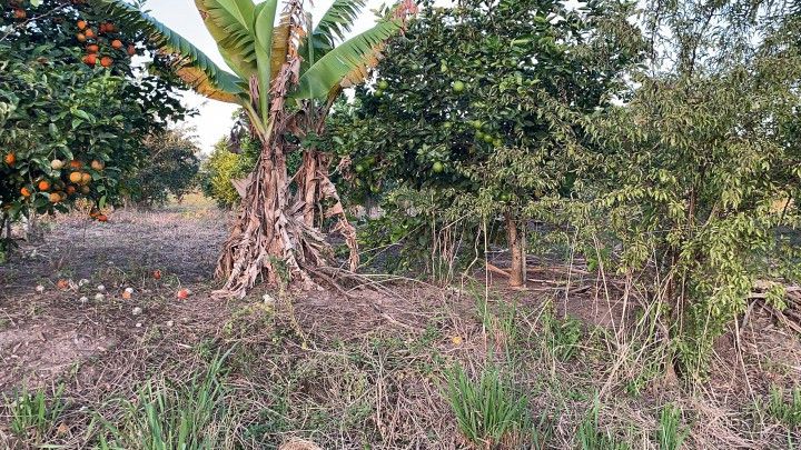 Chácara de 4.800 m² em Santo Antônio da Patrulha, RS