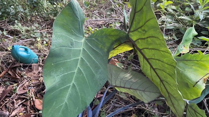 Terreno de 400 m² em Santo Antônio da Patrulha, RS