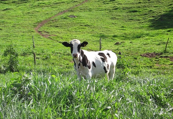 Fazenda de 101 ha em Cambuquira, MG