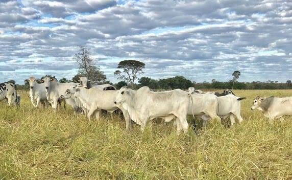 Fazenda de 17.520 ha em Muquém do São Francisco, BA