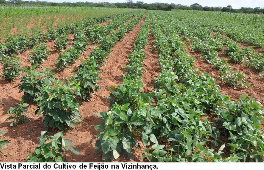 Fazenda de 17.520 ha em Muquém do São Francisco, BA