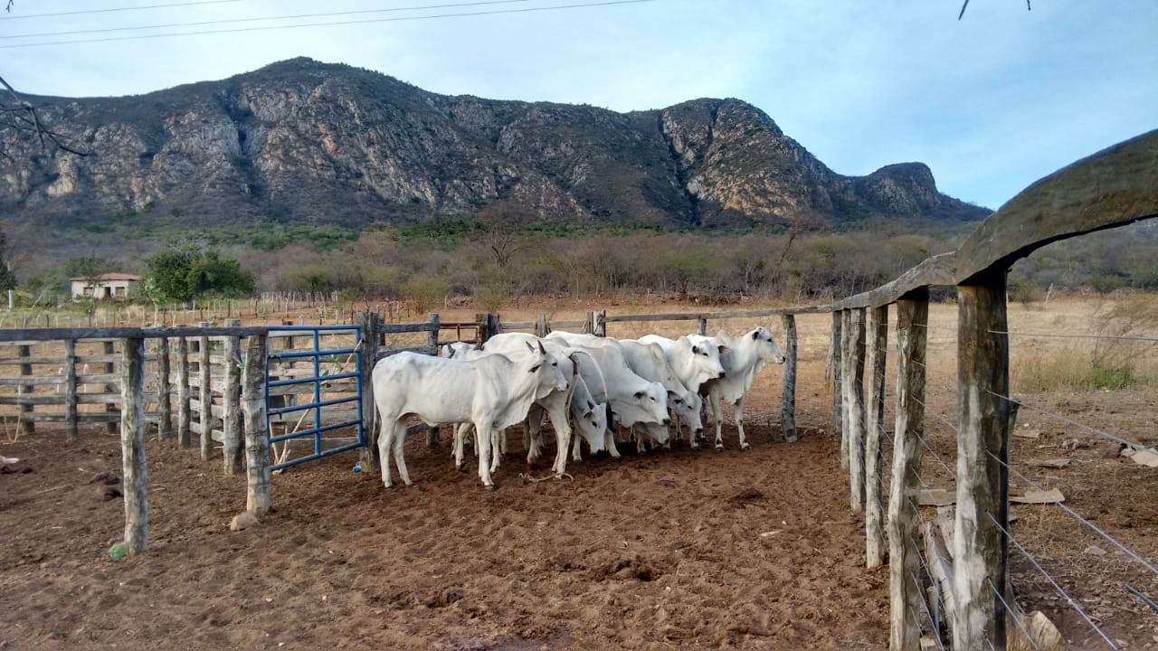 Fazenda de 17.520 ha em Muquém do São Francisco, BA