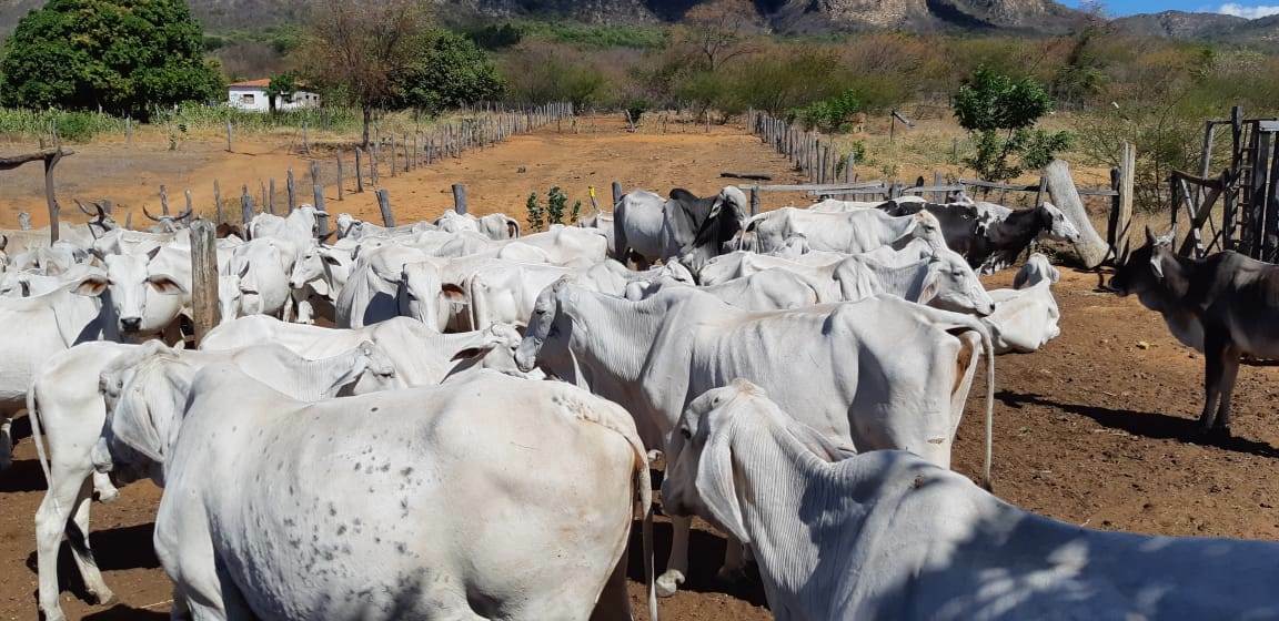 Fazenda de 17.520 ha em Muquém do São Francisco, BA