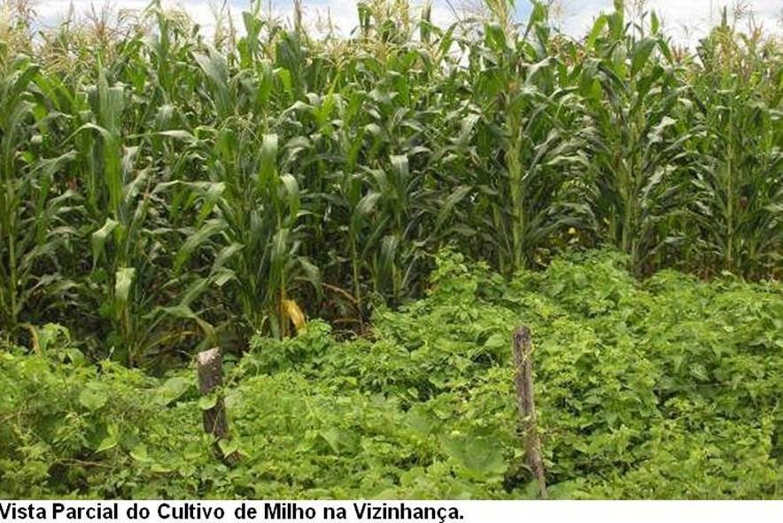 Fazenda de 17.520 ha em Muquém do São Francisco, BA