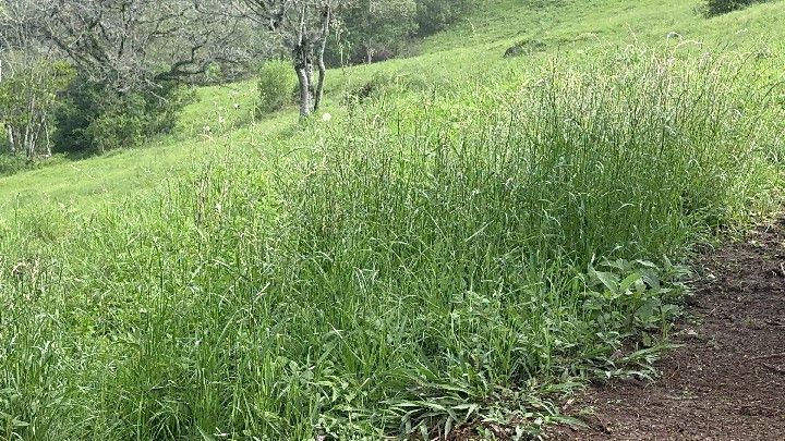 Chácara de 10 ha em Santo Antônio da Patrulha, RS