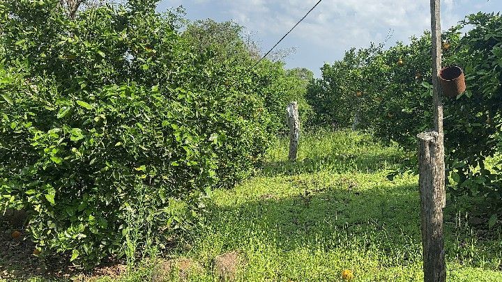 Chácara de 10 ha em Santo Antônio da Patrulha, RS