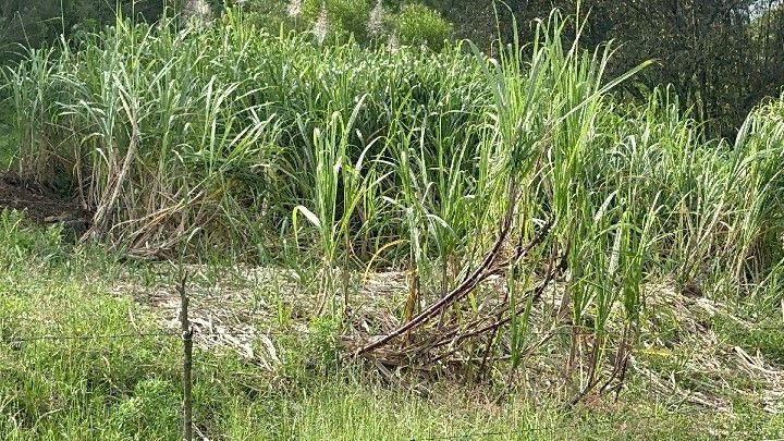 Chácara de 10 ha em Santo Antônio da Patrulha, RS