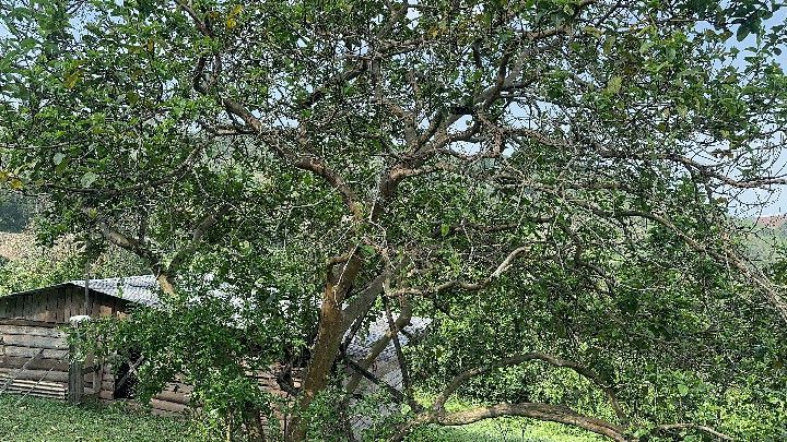 Chácara de 10 ha em Santo Antônio da Patrulha, RS