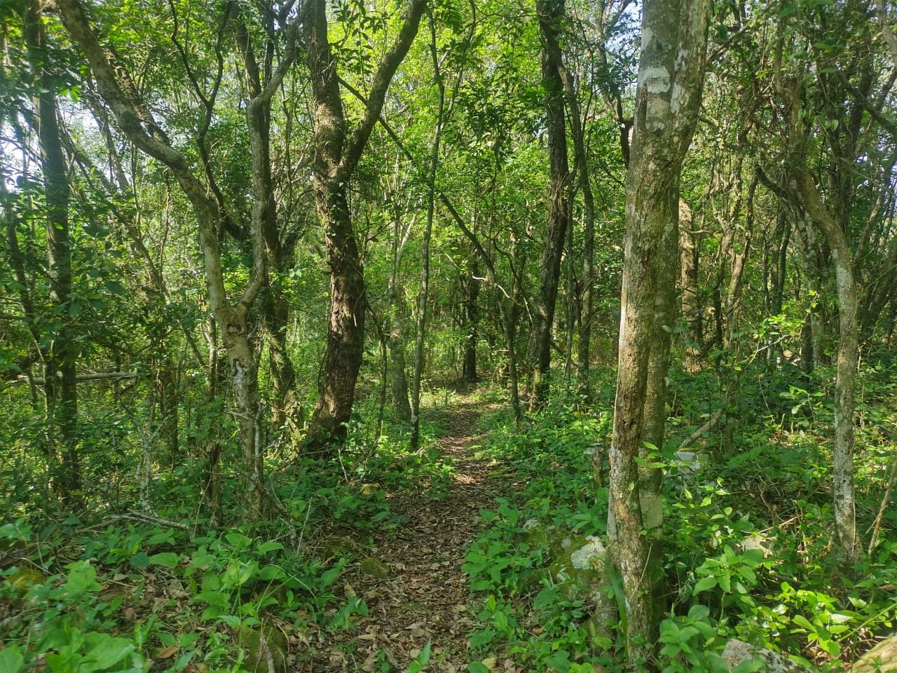 Chácara de 10 ha em Santo Antônio da Patrulha, RS