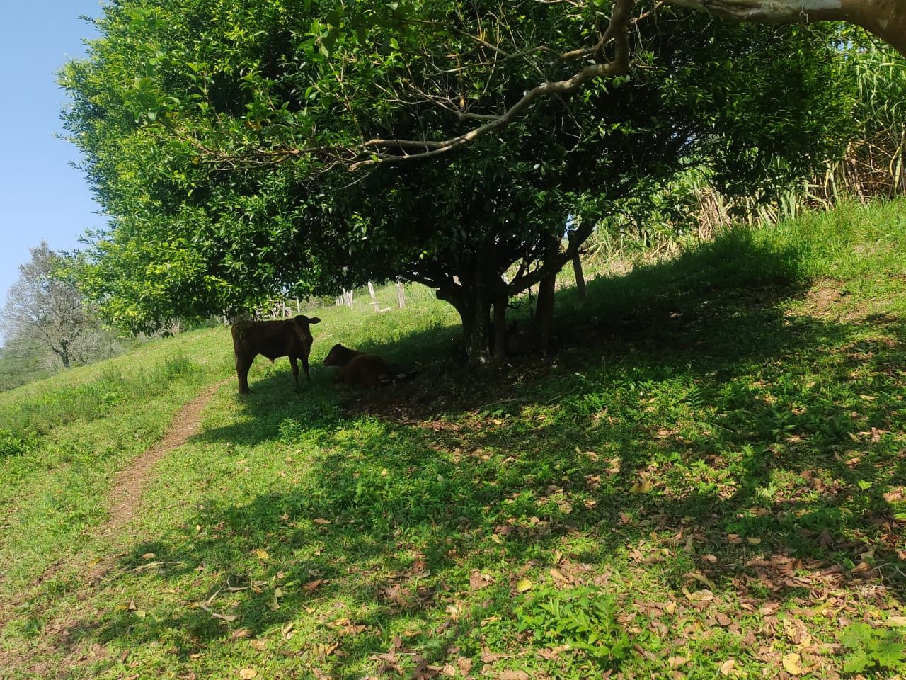 Chácara de 10 ha em Santo Antônio da Patrulha, RS