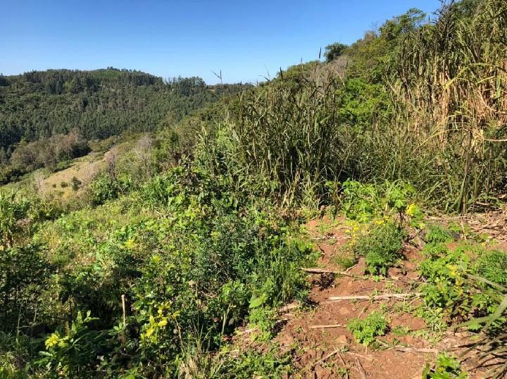 Chácara de 1 ha em Rolante, RS