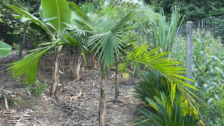 Chácara de 2.900 m² em Maquiné, RS