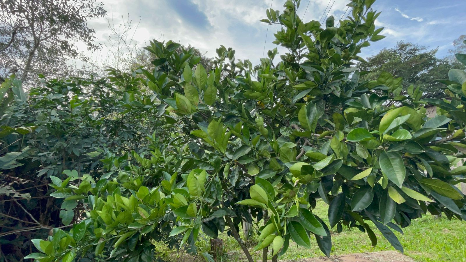 Terreno de 625 m² em Santo Antônio da Patrulha, RS