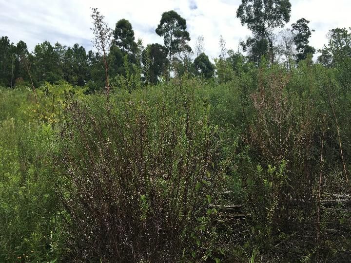 Chácara de 5.300 m² em Rolante, RS