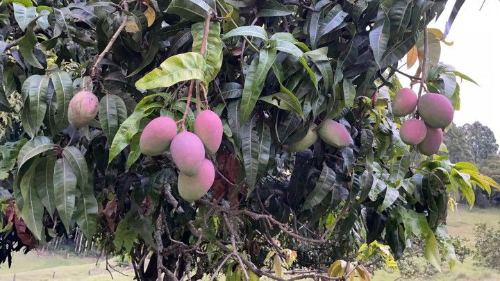 Chácara de 1 ha em Rolante, RS