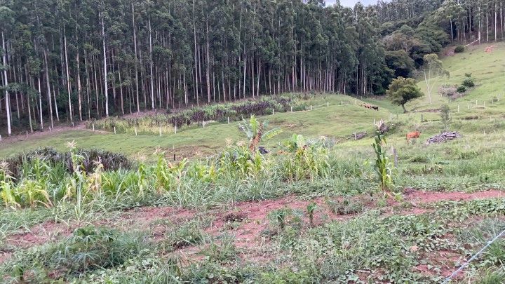 Chácara de 1 ha em Rolante, RS