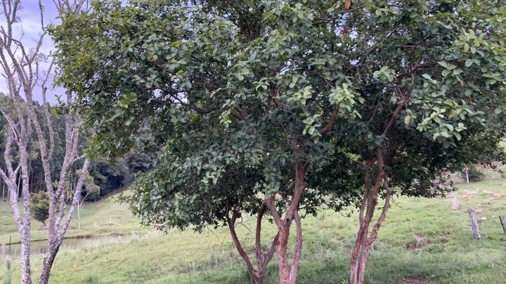 Chácara de 1 ha em Rolante, RS