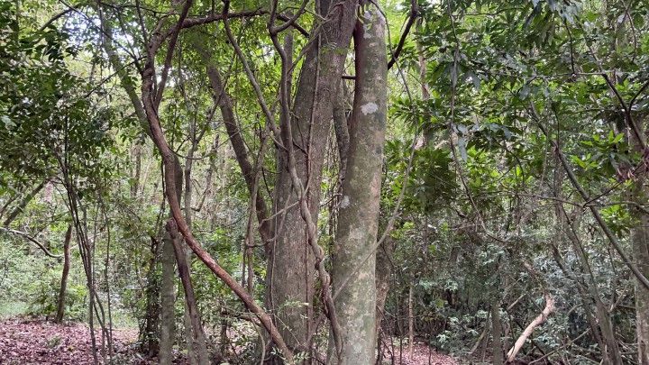 Terreno de 3 ha em Santo Antônio da Patrulha, RS