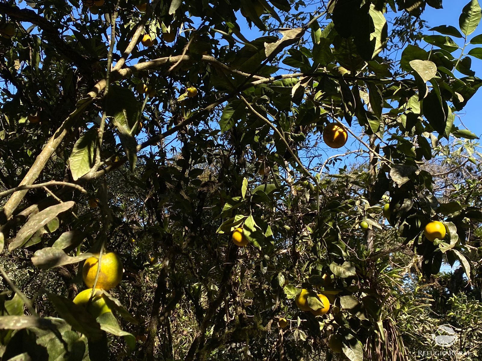 Sítio de 2 ha em São José dos Campos, SP