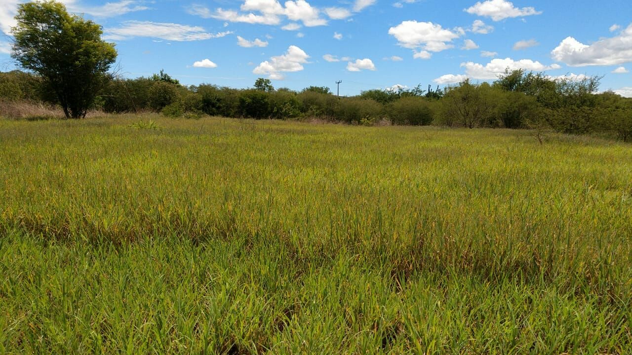 Fazenda de 137 ha em Ibotirama, BA