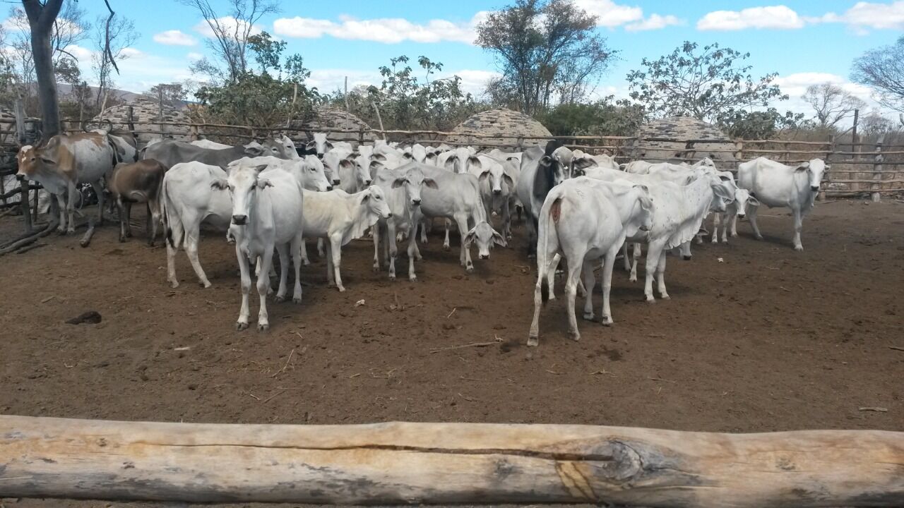 Fazenda de 137 ha em Ibotirama, BA