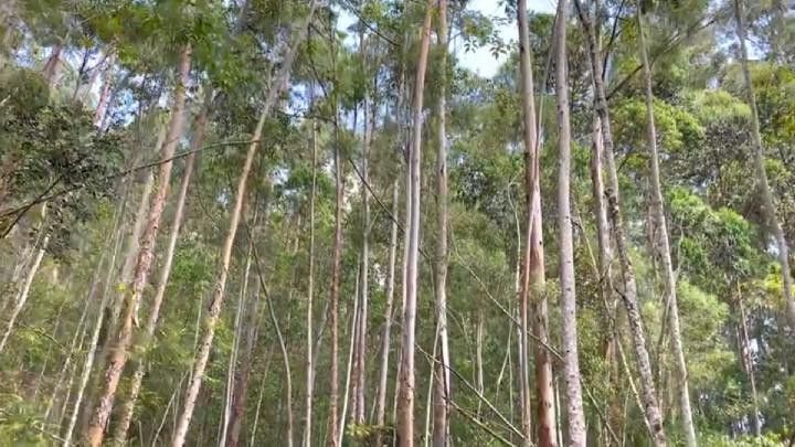 Sítio de 18 ha em São Bonifácio, SC