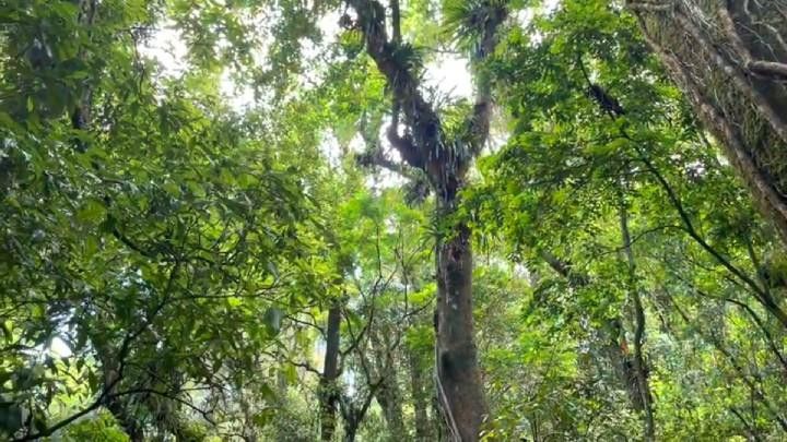 Sítio de 18 ha em São Bonifácio, SC