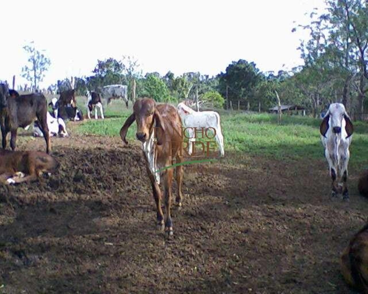 Fazenda de 660 ha em Cruzília, MG