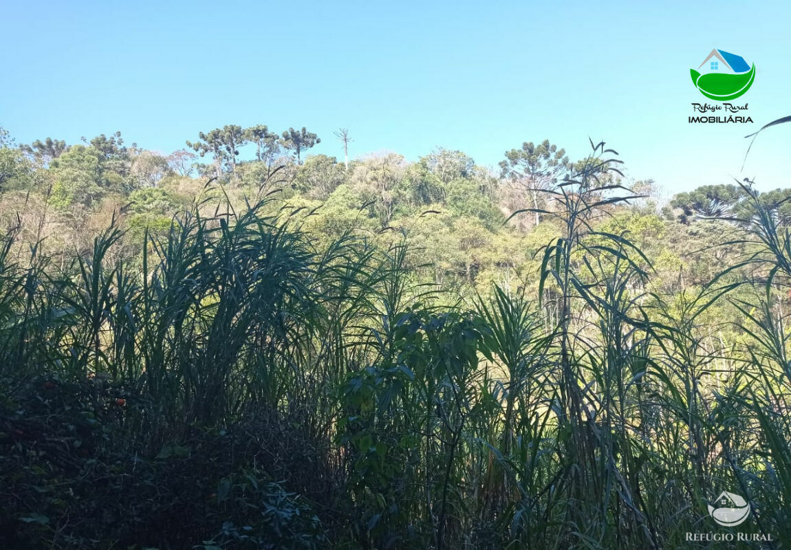 Terreno de 14 ha em São Bento do Sapucaí, SP