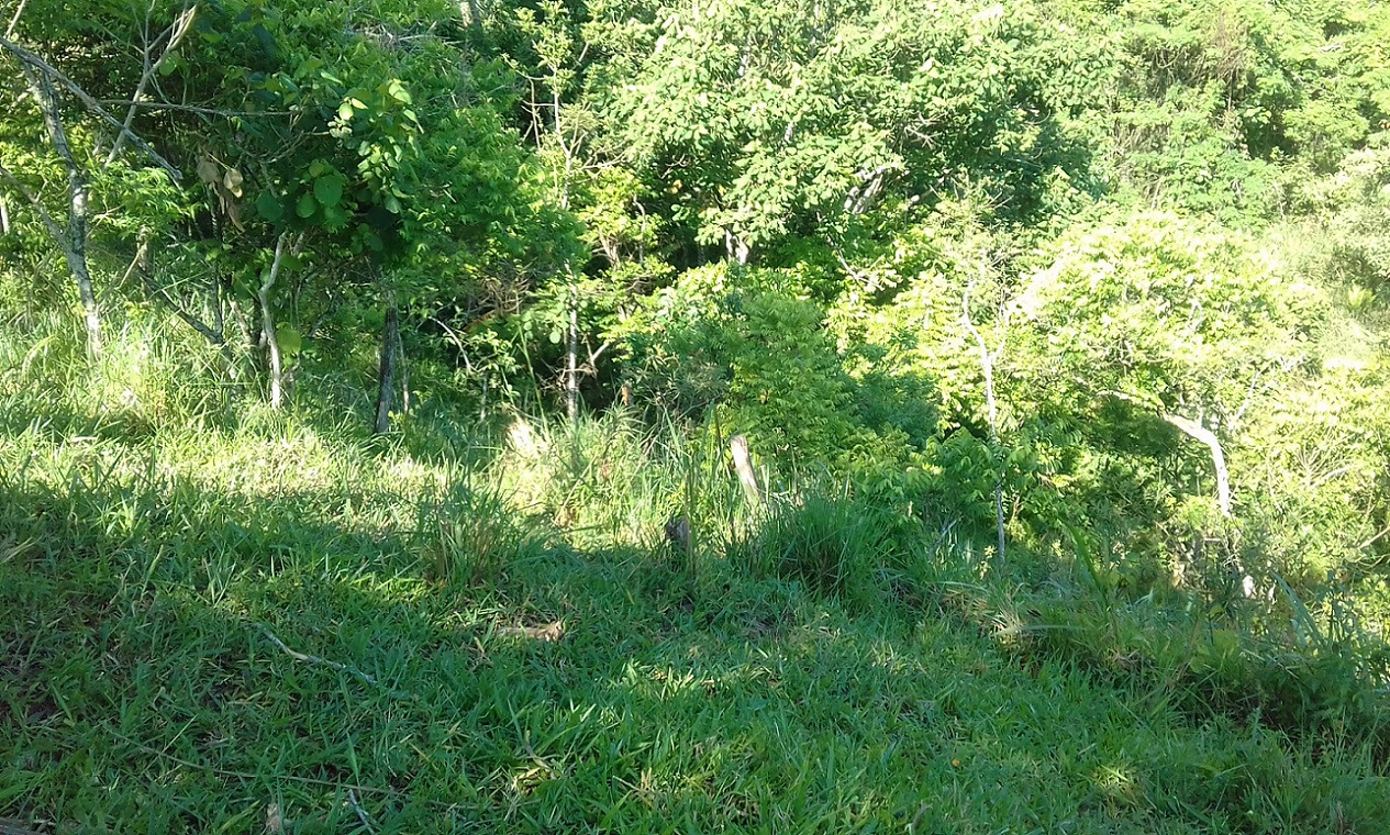 Terreno de 7 ha em Monteiro Lobato, SP