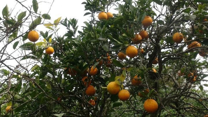 Chácara de 9 ha em Santo Antônio da Patrulha, RS