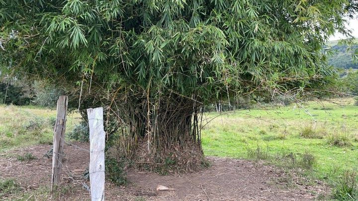 Chácara de 9 ha em Santo Antônio da Patrulha, RS