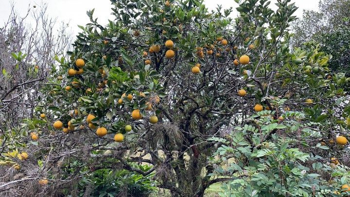 Chácara de 9 ha em Santo Antônio da Patrulha, RS