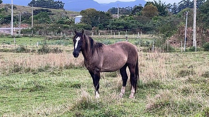 Chácara de 9 ha em Santo Antônio da Patrulha, RS