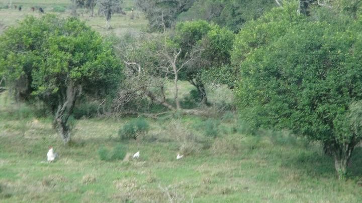 Chácara de 9 ha em Santo Antônio da Patrulha, RS