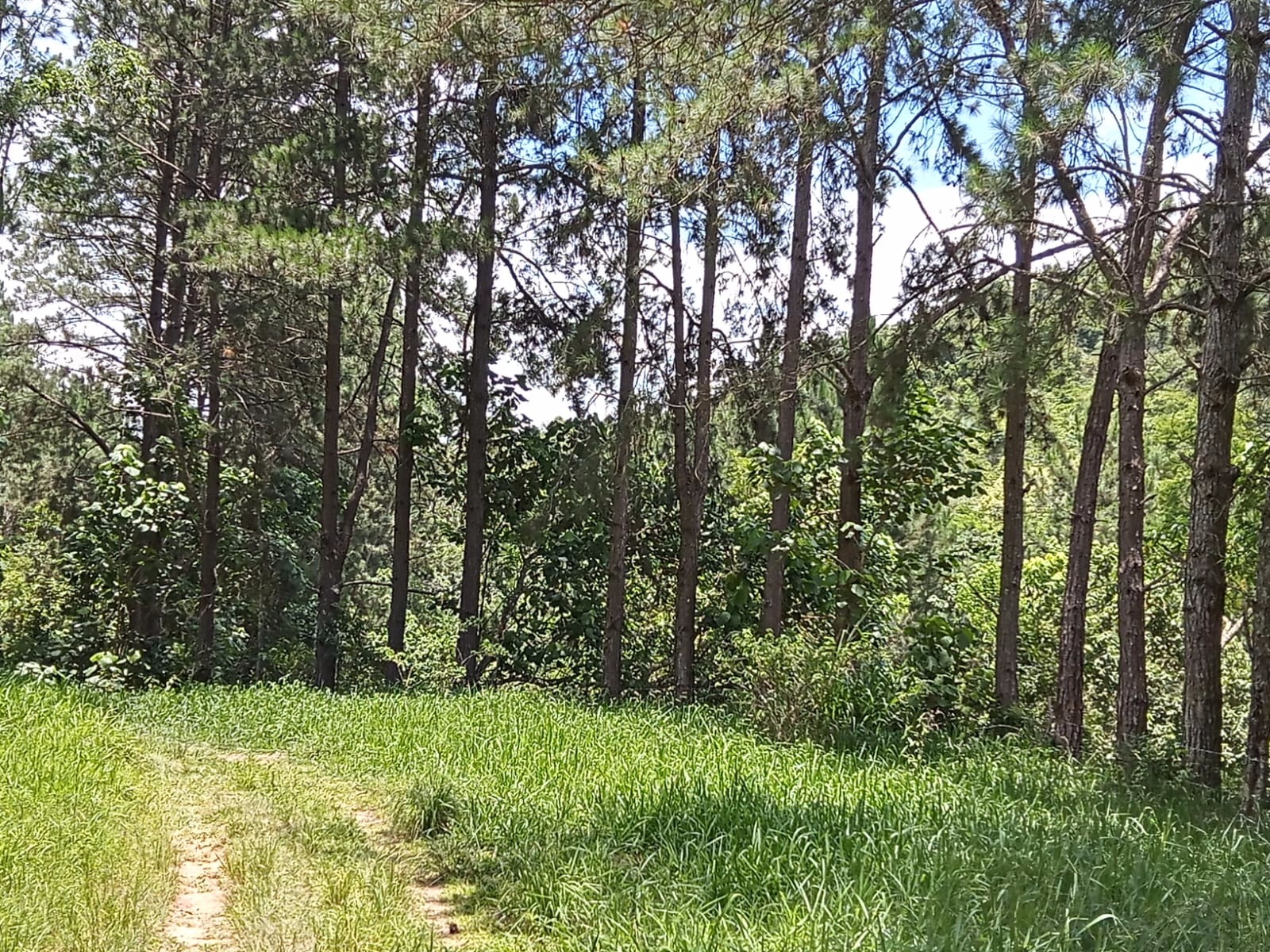 Sítio de 73 ha em São José dos Campos, SP